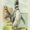 The Penguin.