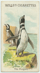 The Penguin.