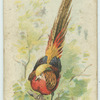 The Pheasant.