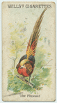 The Pheasant.