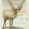 The Reindeer.