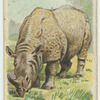 The Rhinoceros.