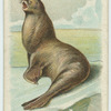 The Seal.