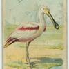 The Spoonbill.