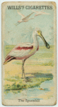 The Spoonbill.