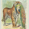 The Tiger.