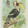 The Toucan.