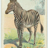 The Zebra.