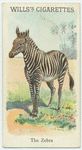 The Zebra.