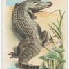 Alligator.