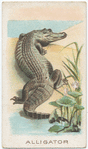 Alligator.