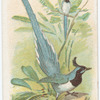 A Blue-winged Teal.