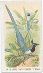 A Blue-winged Teal.