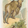 Barbary sheep.