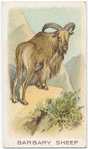 Barbary sheep.