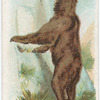 Bear.