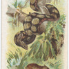 Boa Constrictor.