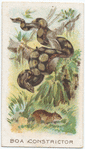 Boa Constrictor.