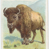 Bison.