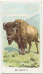 Bison.