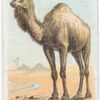 Camel.