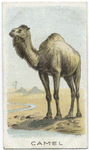 Camel.