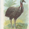 Cassowary.