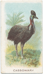 Cassowary.