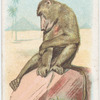 Chimpanzee.