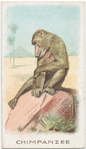Chimpanzee.