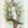 Cockatoo.