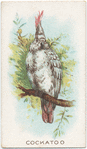 Cockatoo.