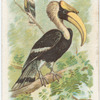 Crested Hornbill.
