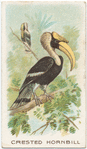 Crested Hornbill.