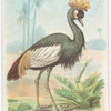 Crowned Crane.