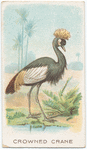 Crowned Crane.
