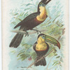 Curl Crested Toucan.