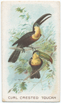 Curl Crested Toucan.