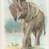 Elephant.