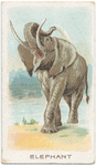 Elephant.
