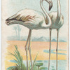 Flamingo.