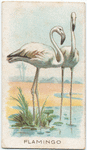 Flamingo.