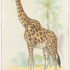 Giraffe.