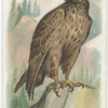 Golden Eagle.