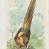 Golden Pheasant.