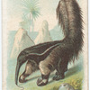 Great Ant Eater.