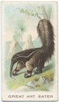 Great Ant Eater.