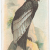 Griffon-Vulture.