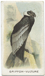 Griffon-Vulture.