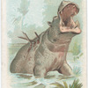 Hippopotamus.